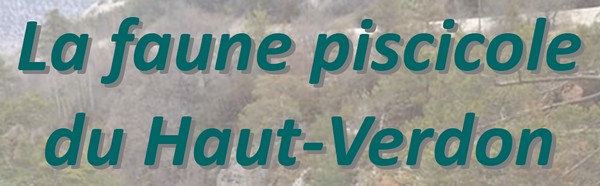faune_piscicole_2018.jpg